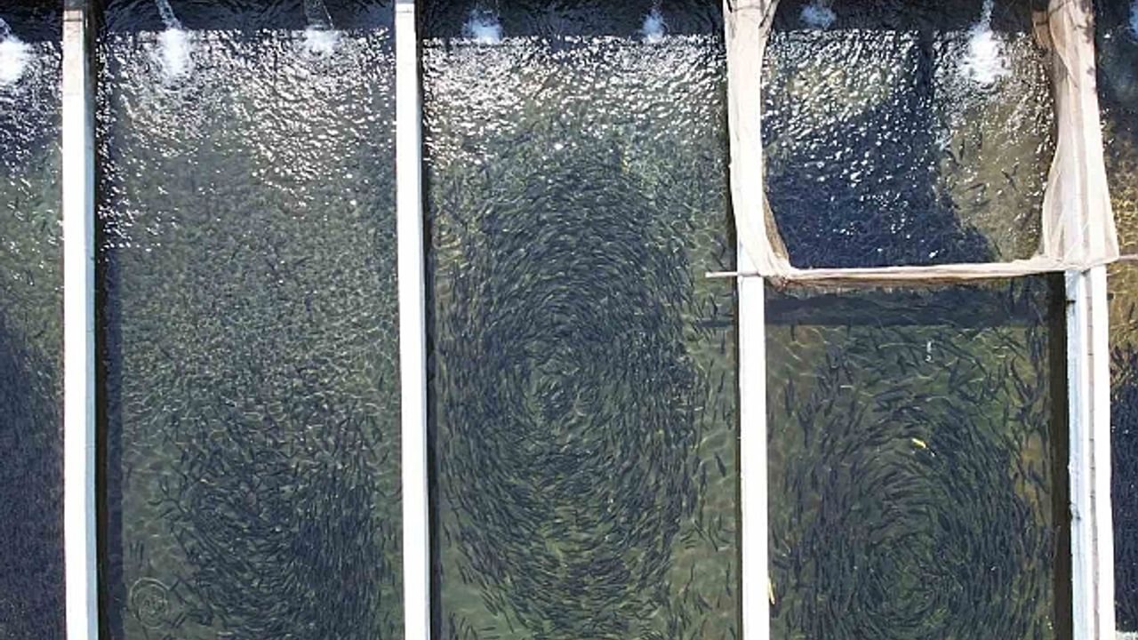 Alabalık tesisi devlet desteğiyle yeniden faaliyete geçti