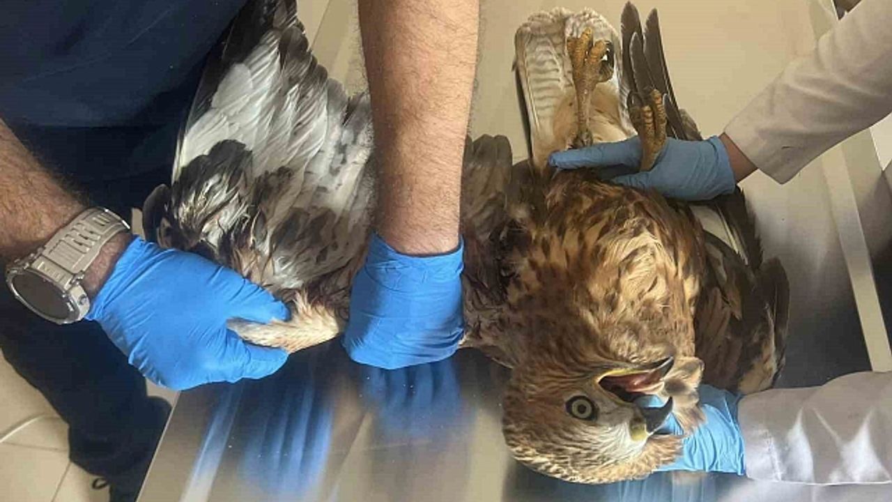 Kars''ta Kızıl Şahin tedavi altına alındı