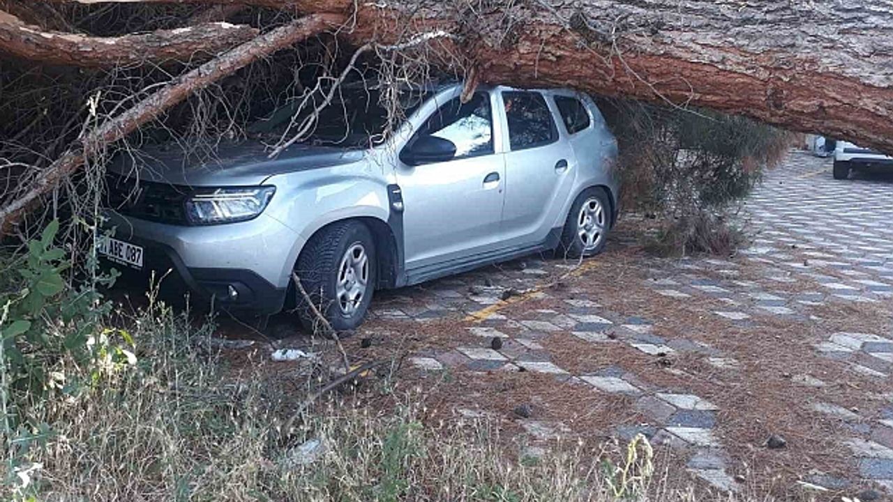 Koca çam ağacı aracın üzerine devrildi