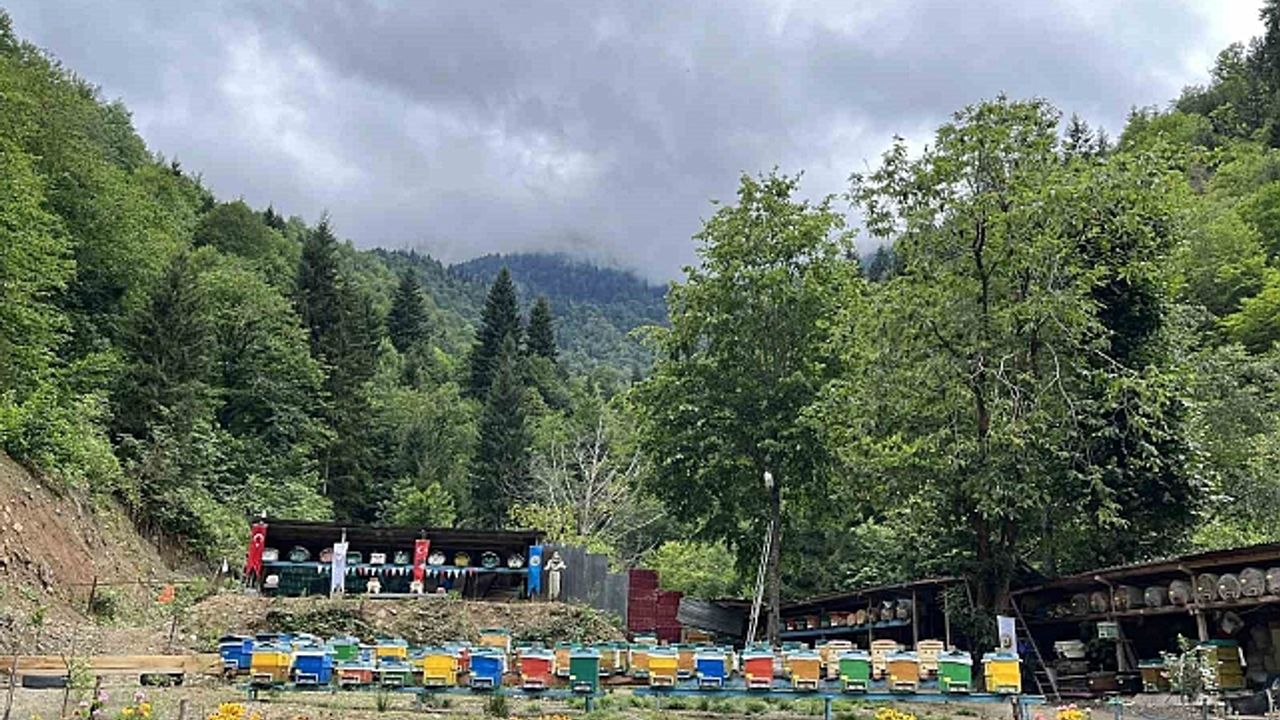 Artvin''de bal ormanlarında hasat başladı