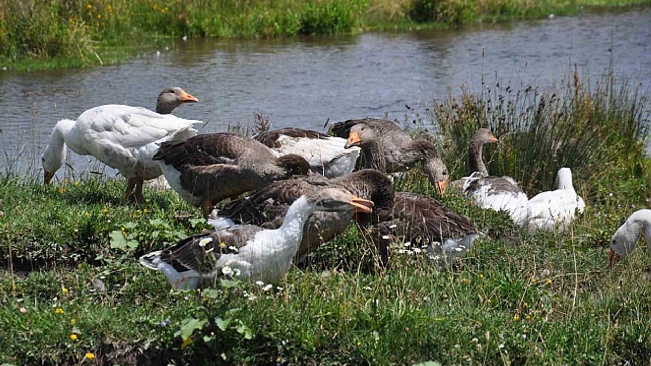 Kars mutfağının olmazsa olmazı kazlar besiye alındı