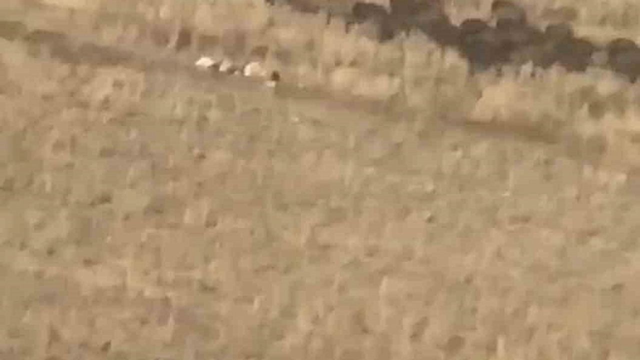 Aç kalan domuz sürüsü mahalleye indi
