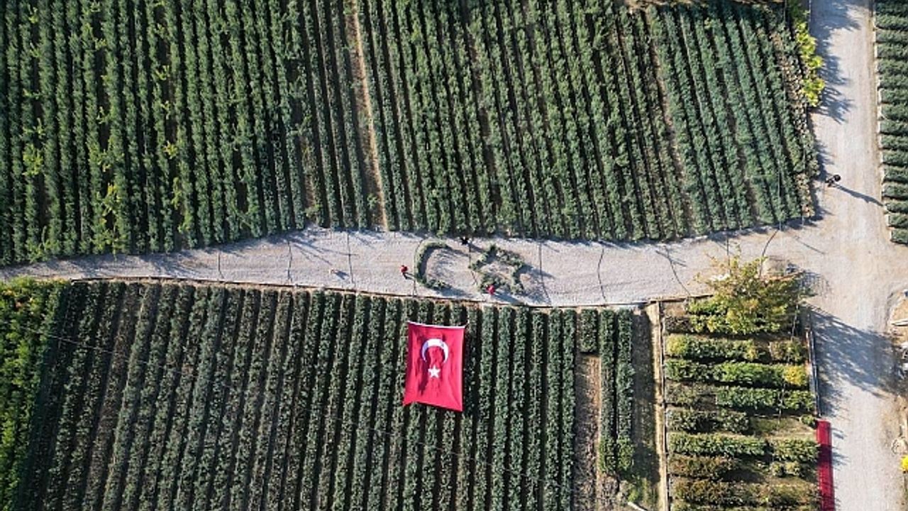 Cumhuriyetin 101. yılı için zeytin fidanlarıyla Türk Bayrağı''nı oluşturdu