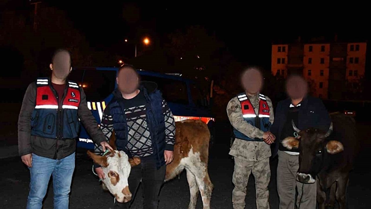Horasan''dan hayvan çalan hırsız Sarıkamış''ta yakalandı