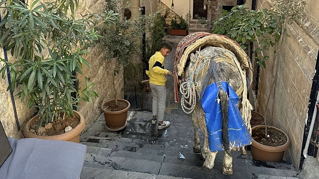 Mardin''de kadrolu eşeklerin zorlu mesaisi