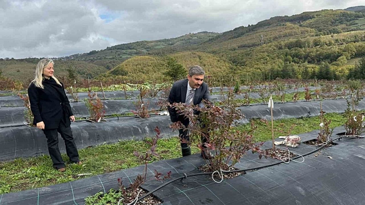 Örnek tarlada inceleme