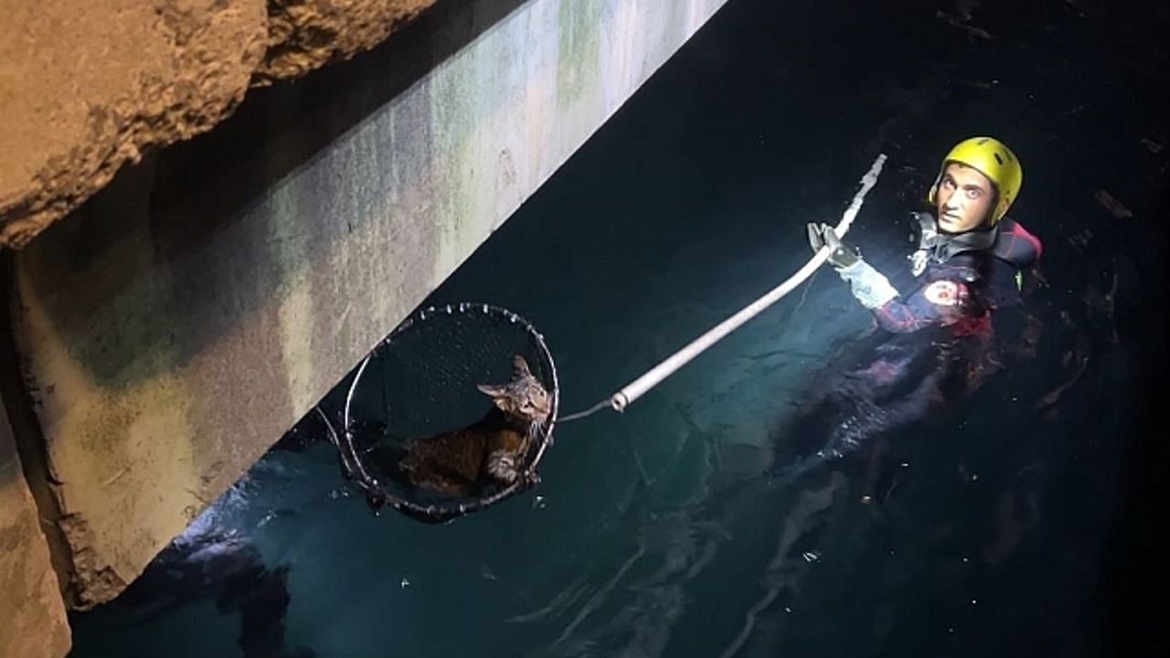 Sarıyer''de denize düşen kediyi kurtarma operasyonu