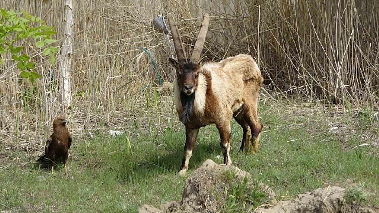 Van''da 400 yaban hayvanı tedavi edildi: Yüzde 60''ı doğaya dönüş yaptı