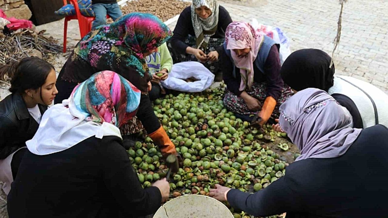Van''da ceviz hasadı uzun sırıklarla yapılıyor