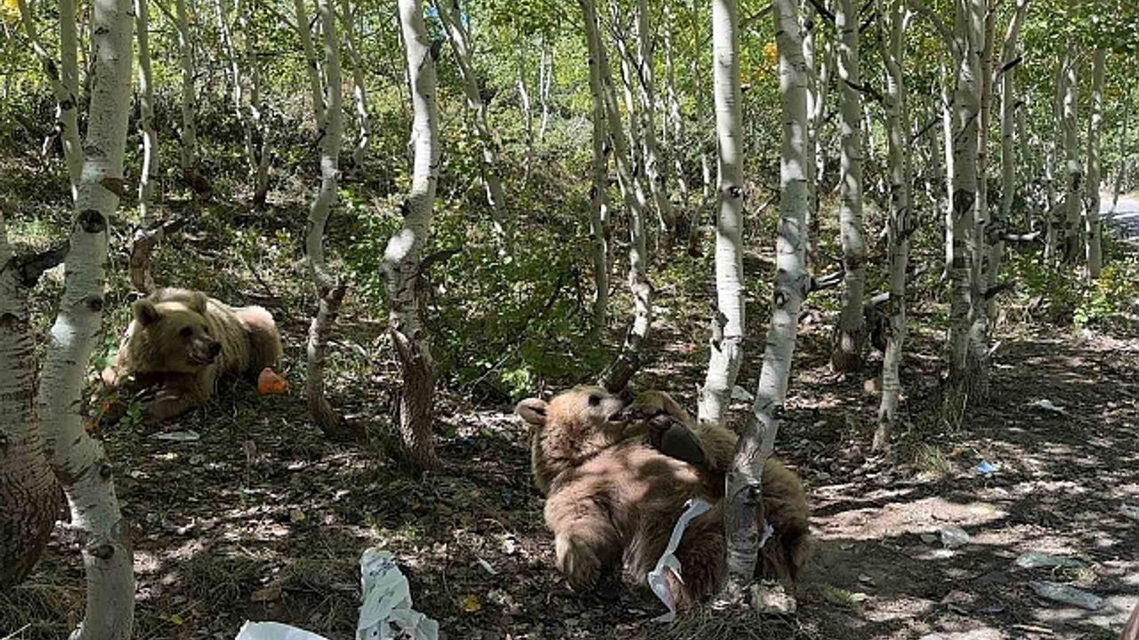 Vatandaşlar tarafından şımartılan ayıların keyfi yerinde