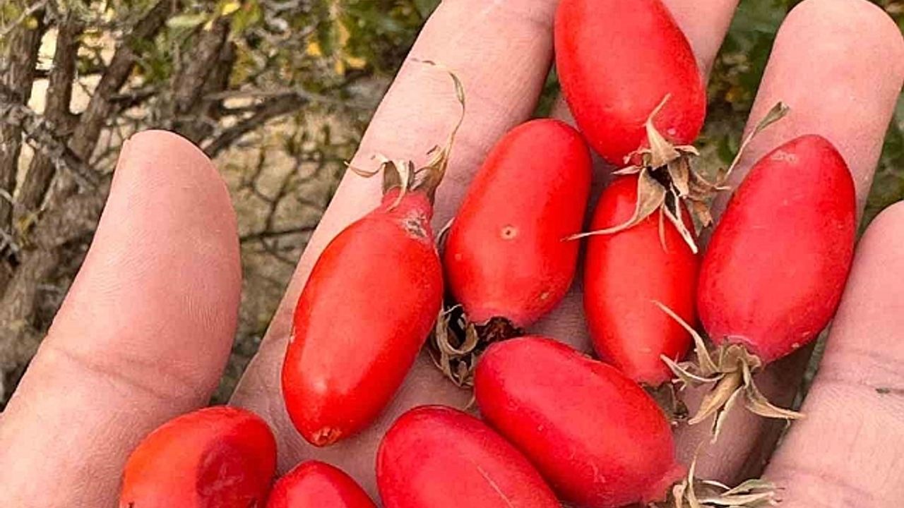 Ağrı''da doğal lezzetin peşinden dağlara çıkılıyor