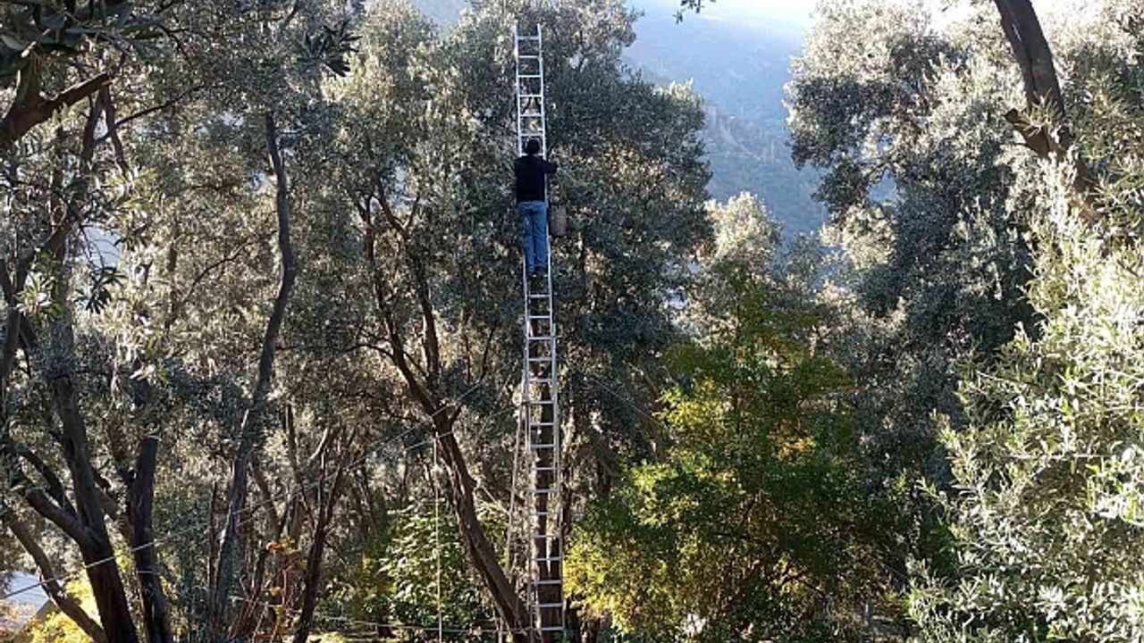 Artvin''de lezzet ödüllü Butko Zeytini''nin hasadı sürüyor