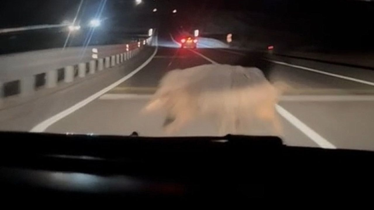 Diyarbakır''da yola çıkan domuza otomobil böyle çarptı