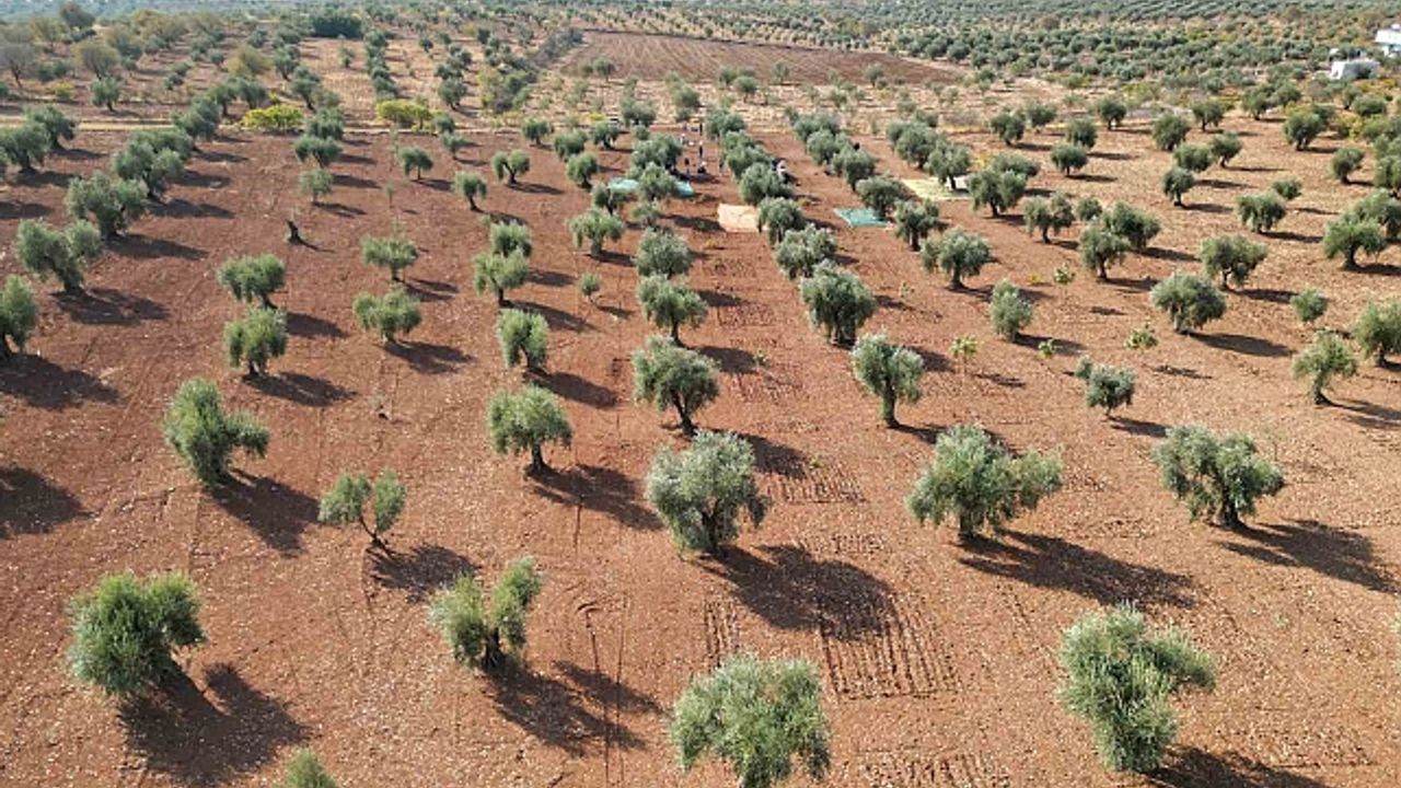 Kilis''te zeytin hasadı başladı