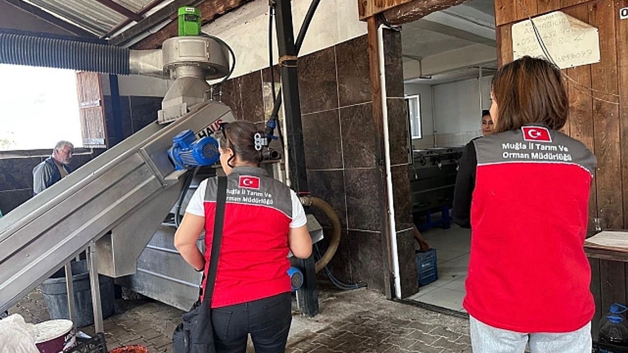 Muğla''da zeytinyağı denetimleri hız kesmeden devam ediyor