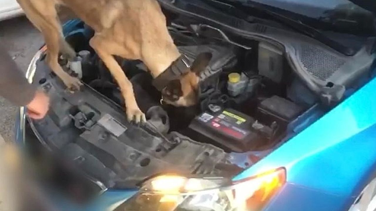 Narkotik Arama Köpeği ''Eta'' tacirlere geçit vermedi: 2 gözaltı