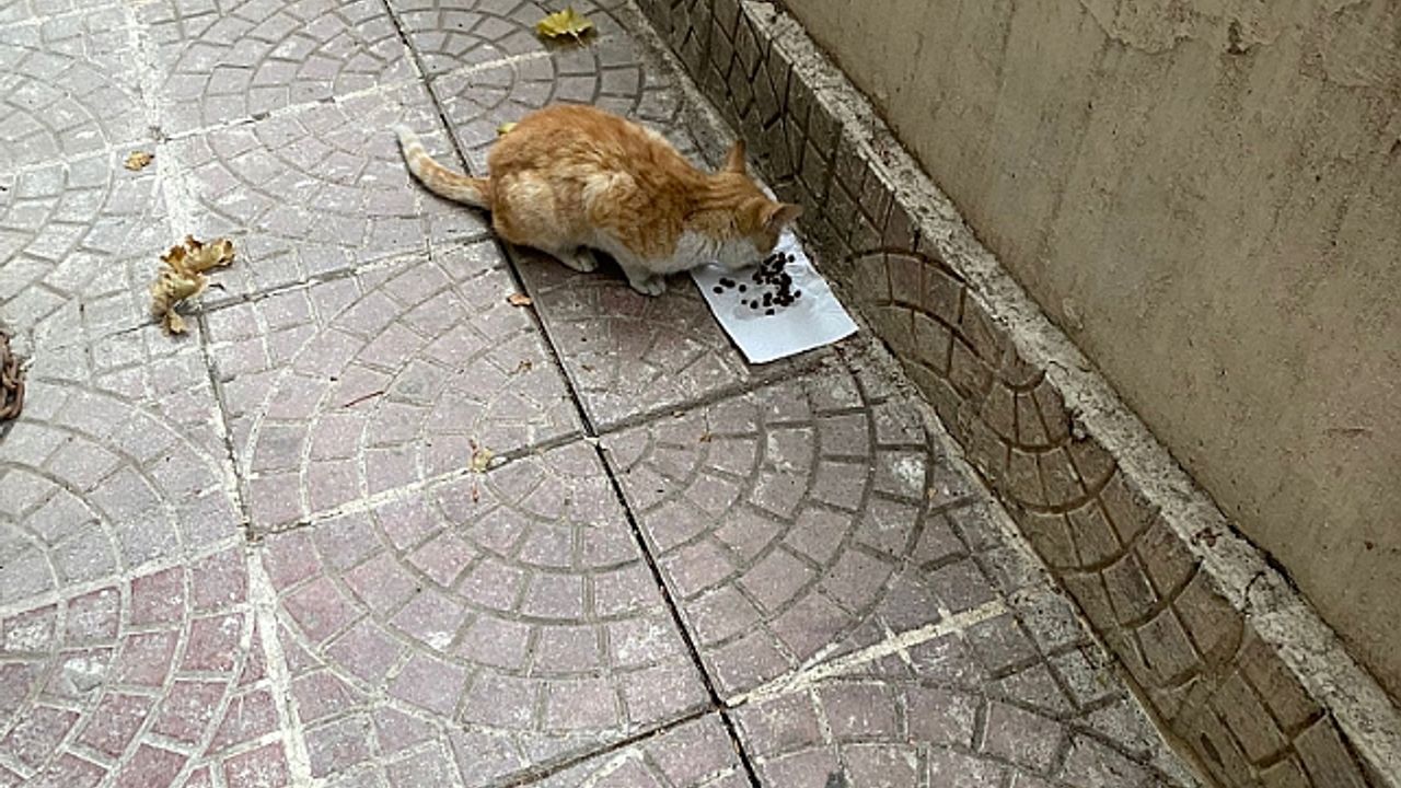 Soğuk Havalarda Sokak Hayvanlarını Unutmayalım