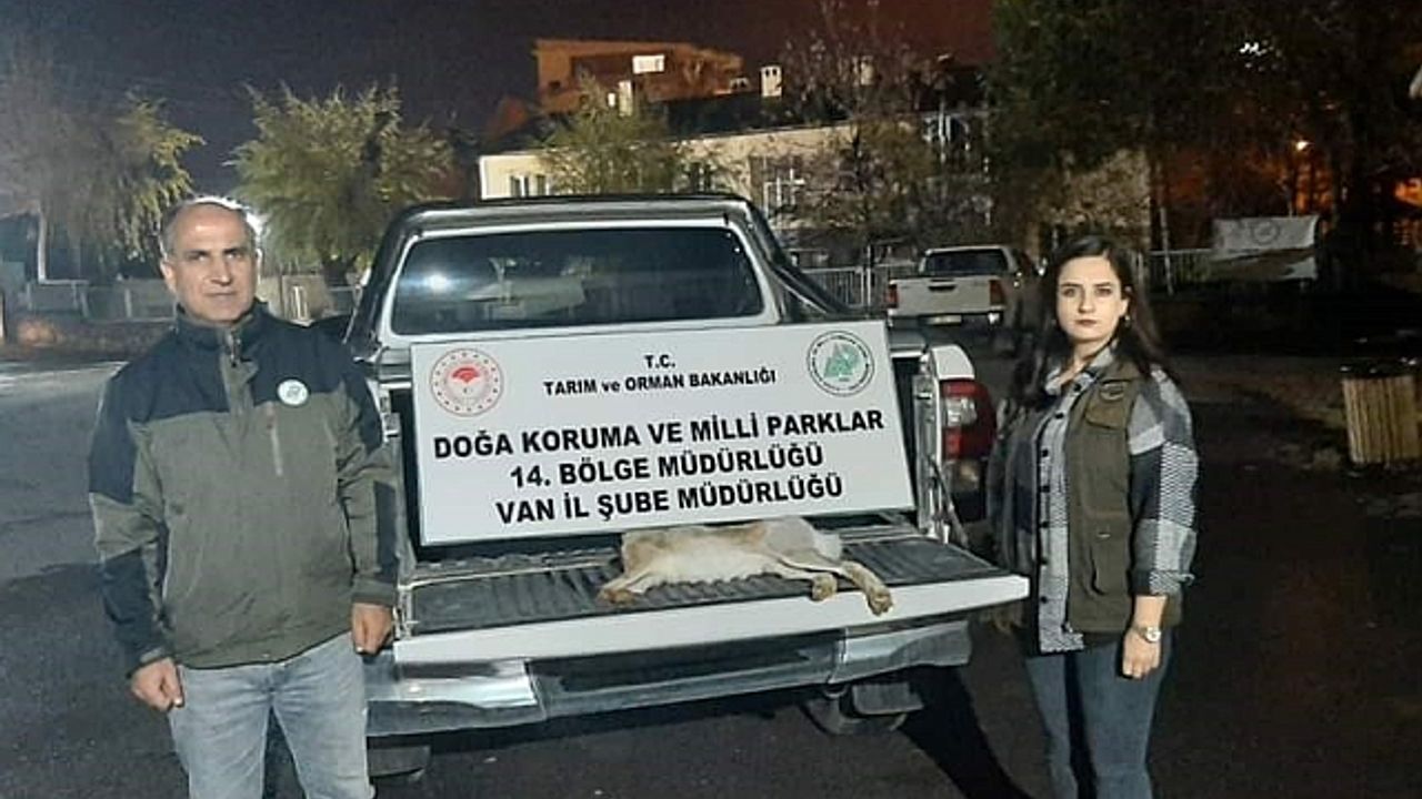 Van''da yasadışı avlanan şahsa 11 bin lira caza