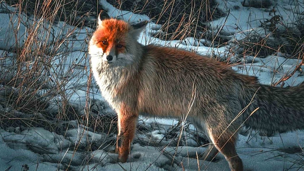 Ağrı''da güzelliğiyle göz kamaştıran Kızıl Tilki görüntülendi