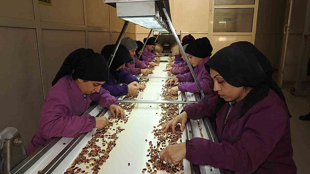 Antep fıstığının kullanım alanı ve ihracatı arttı