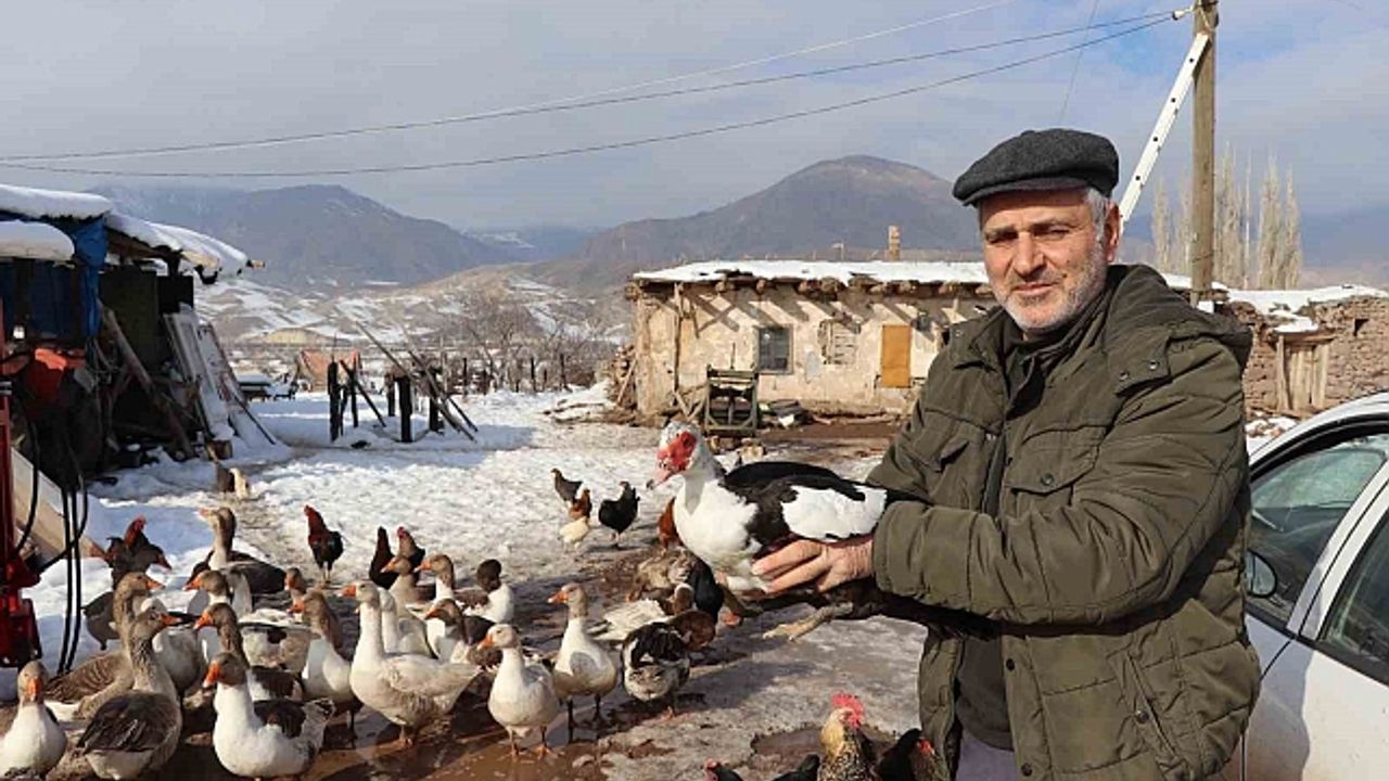 Bitki halde bulunan yaban kazı, misafir edildiği kümeste bir günde hakimiyet kurmaya çalıştı