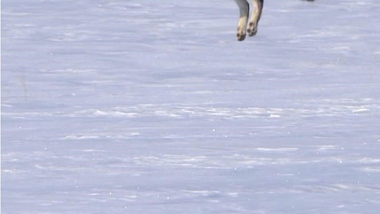 Buldu, bekledi, avladı