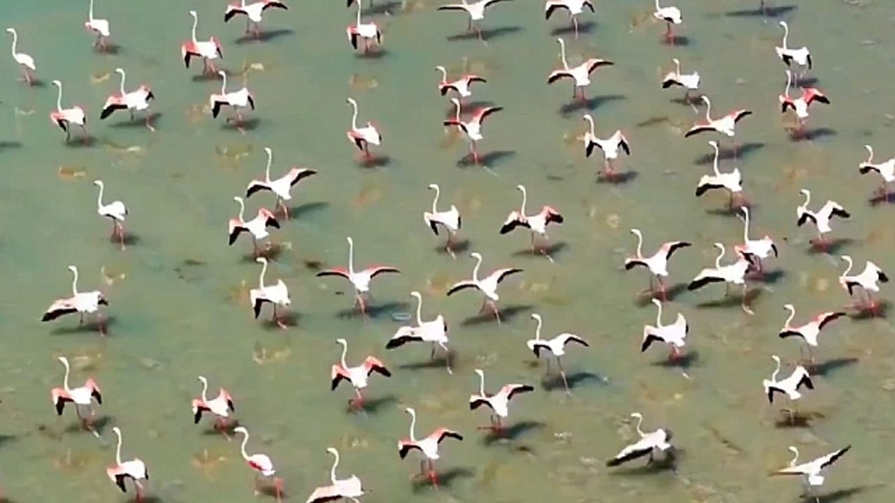 Flamingolar Van''ı çok sevdi