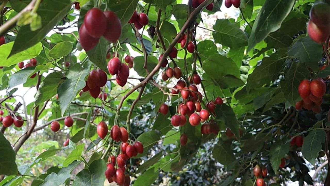 Güney Amerikalı ''Tamarillo'' Rize''de ''Ağaç domatesi'' oldu