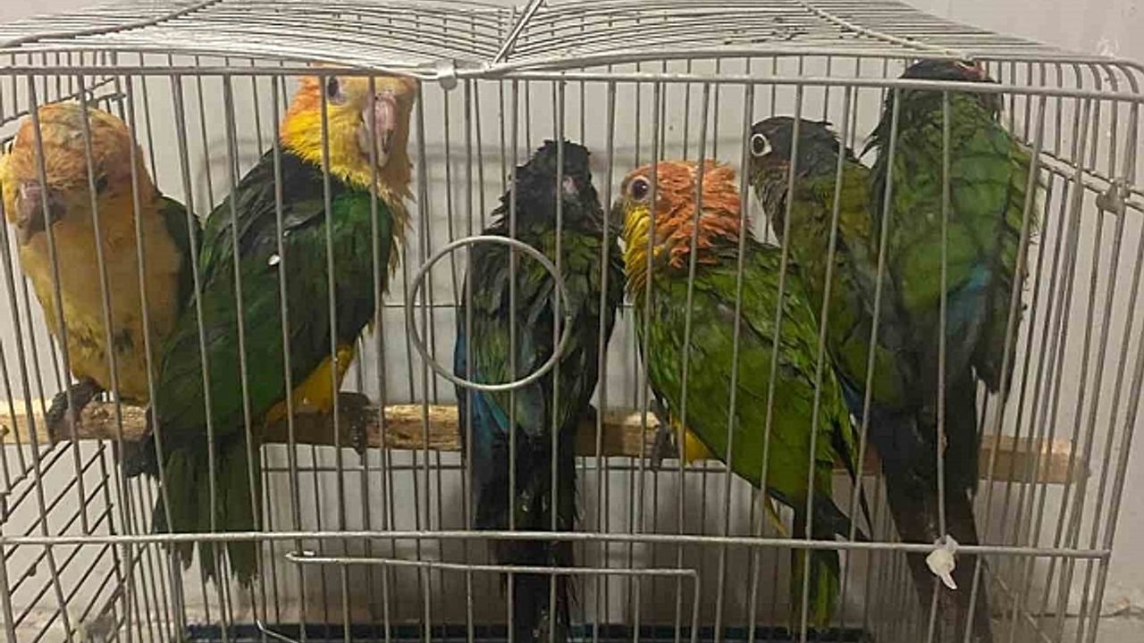 Habur Sınır Kapısı''nda 6 adet "konur" cinsi papağan ele geçirildi