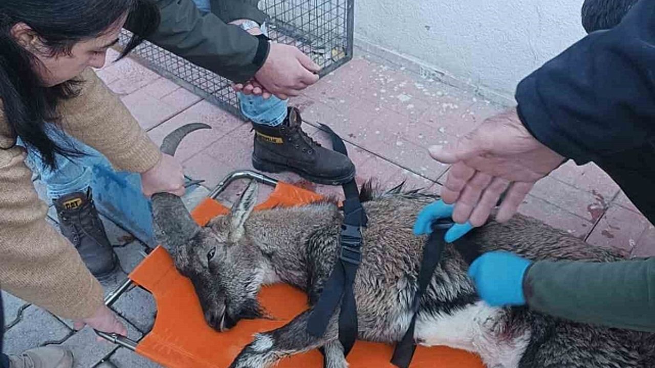 Hakkari''de yaralı dağ keçisi tedavi altına alındı