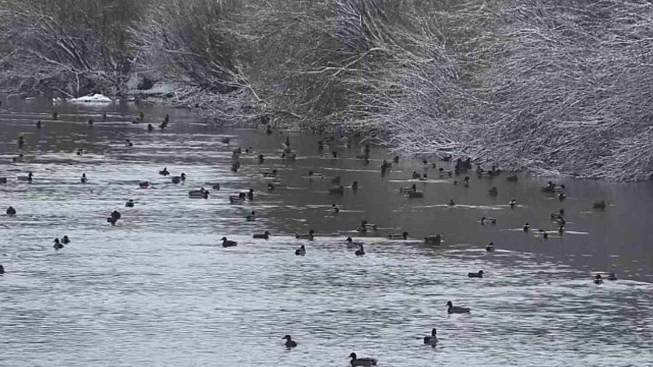 Kars''ta yüzlerce yaban ördeği bir arada görüntülendi