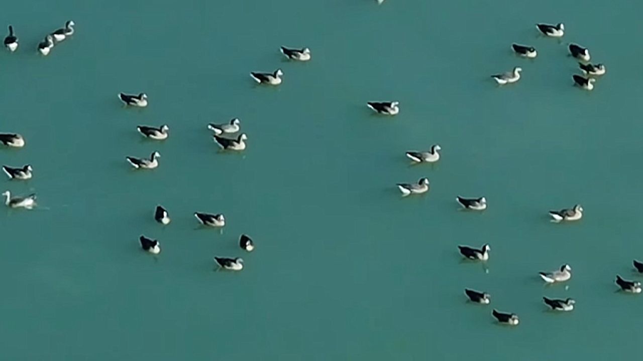 Van''ın kuş cenneti Erçek Gölü, yaban kazlarına ev sahipliği yaptı