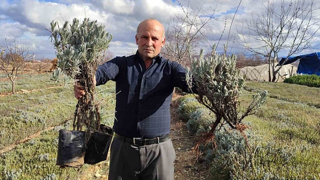 Yılda 2 milyon fidan üretiyor