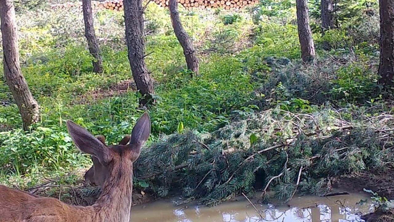 Bilecik''te kızılgeyik fotokapanla görüntülendi