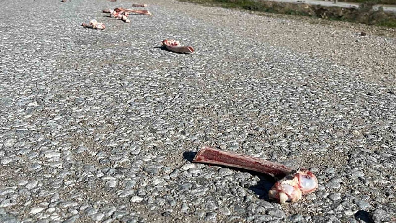 Sokak hayvanları için yollara bırakılan yiyecekler sağlığı tehdit ediyor