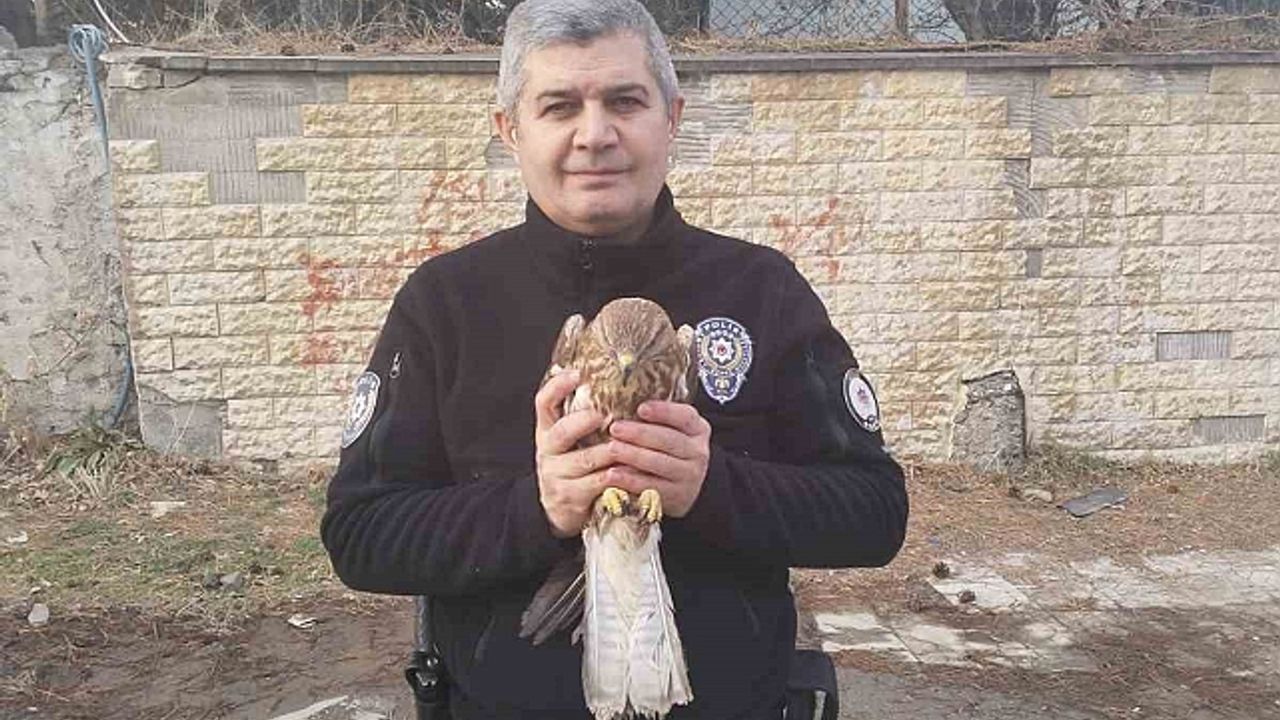 Tatvan''da yaralı şahin yavrusu bulundu