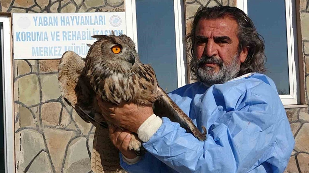 Van''da 2024 yılında 500 yaban hayvanı tedavi edildi