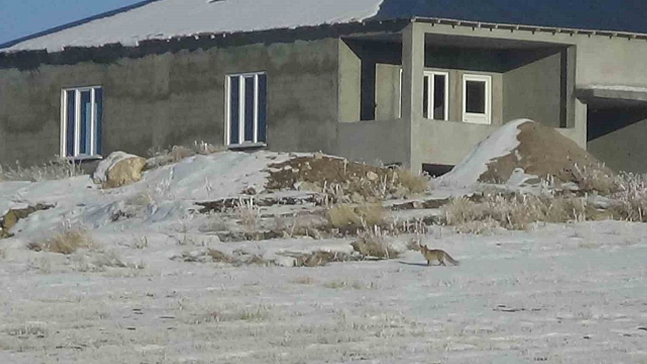 Van''da aç kalan tilkiler yerleşim yerlerine yakın yerlerde kar yiyecek aradı