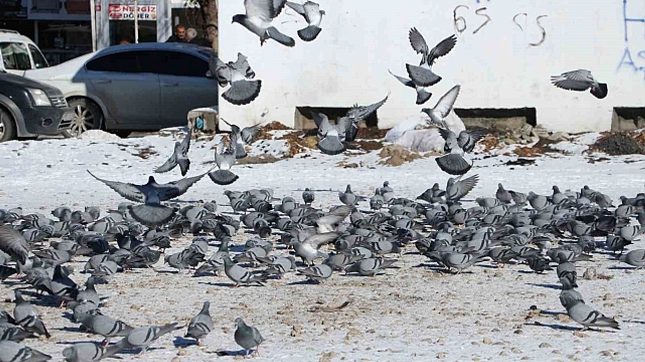 Van''da güvercinlerin yem mücadelesi büyüledi