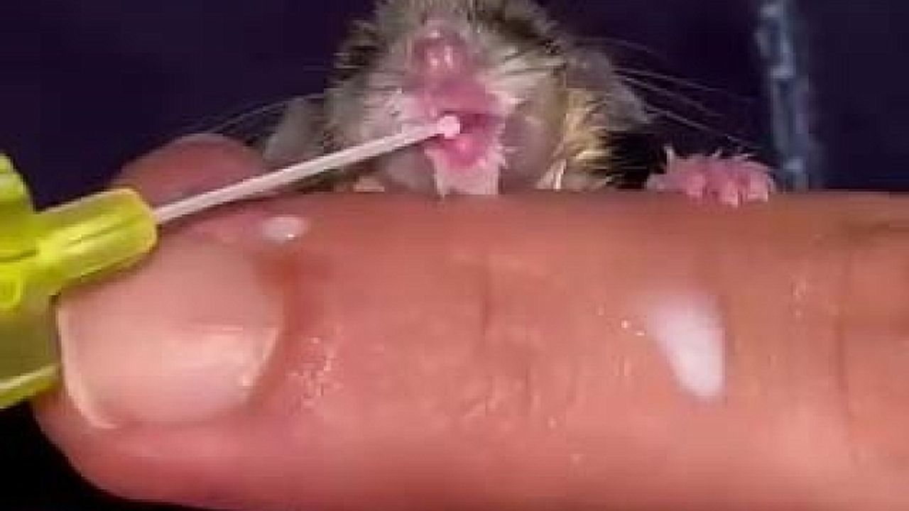 Yediuyur yavrusu şefkatli ellerde