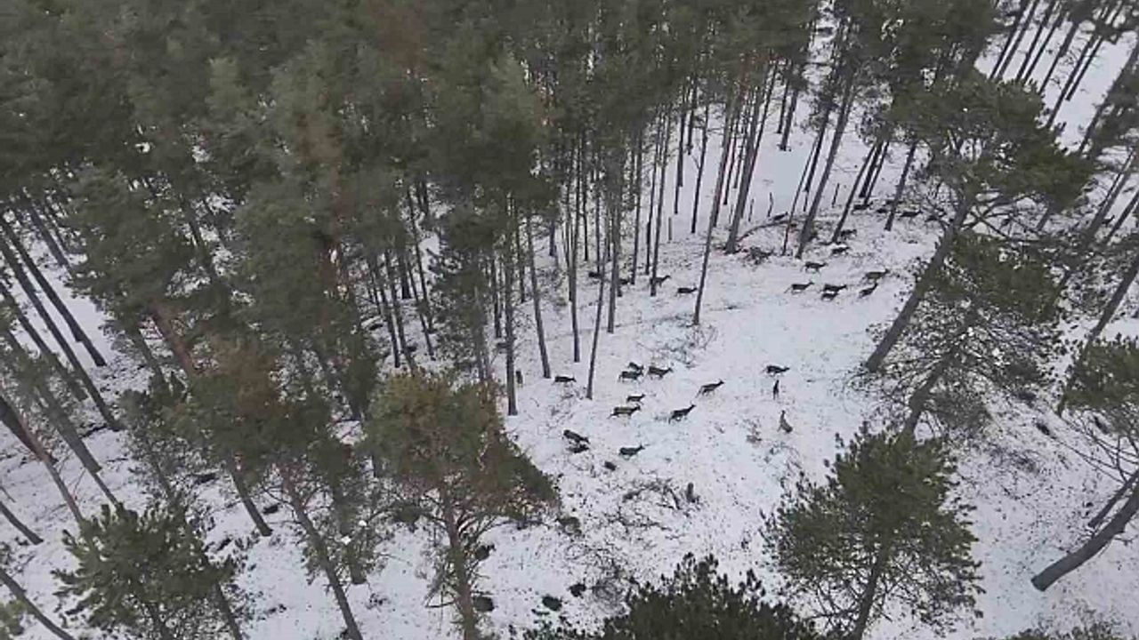 "Doğadaki Cerrah" geyik sürüsünü görüntüledi