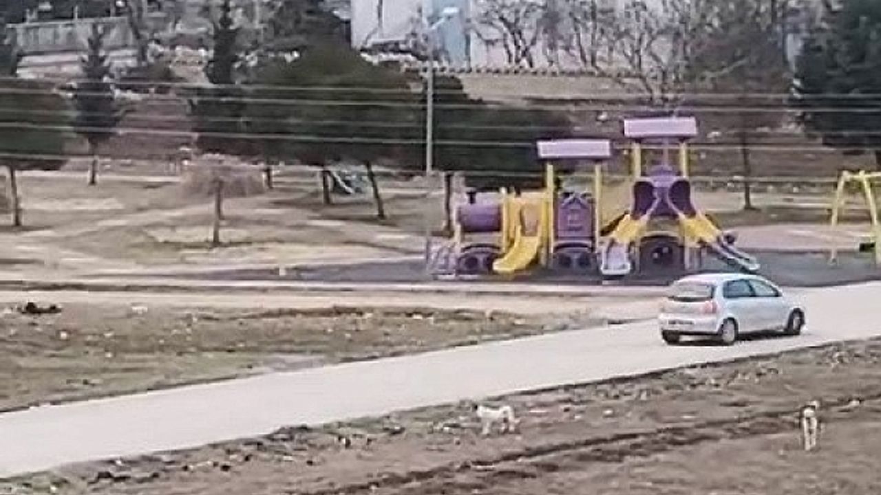 Sokak köpekleri yaşı küçük çocuğa böyle saldırdı