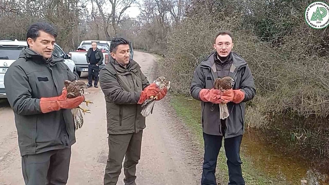 Yaralı şahinler özgürlüklerine kavuştu
