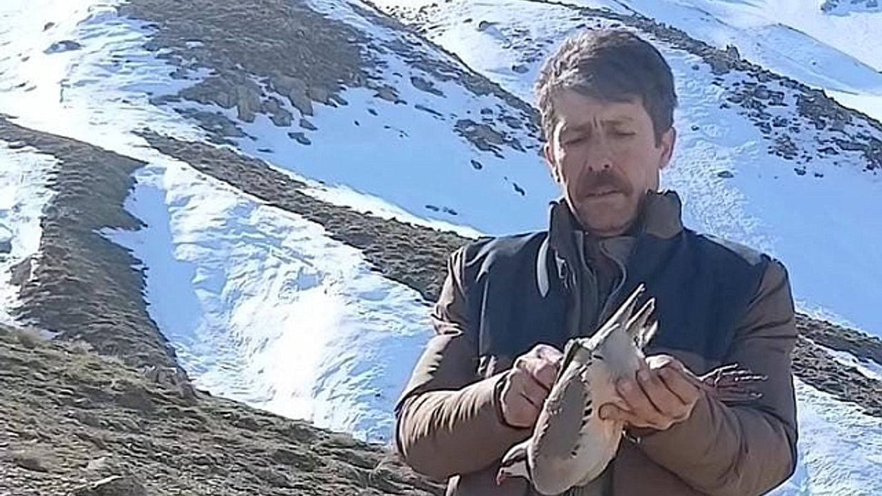 Batman''da duyarlı vatandaş, bulduğu keklikleri sevdikten sonra doğaya bıraktı