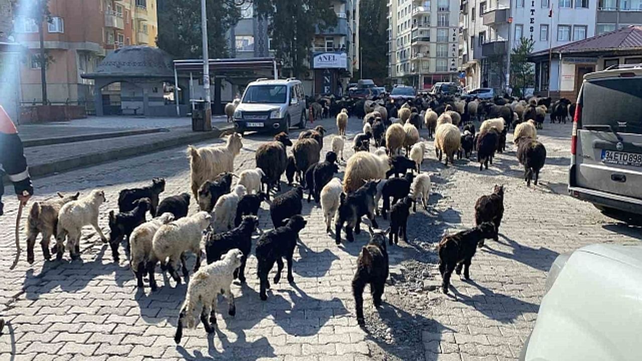 Caddelerde koyun sürüsünü görenler şaşkına döndü! Artvin''de yayla göçü erken başladı