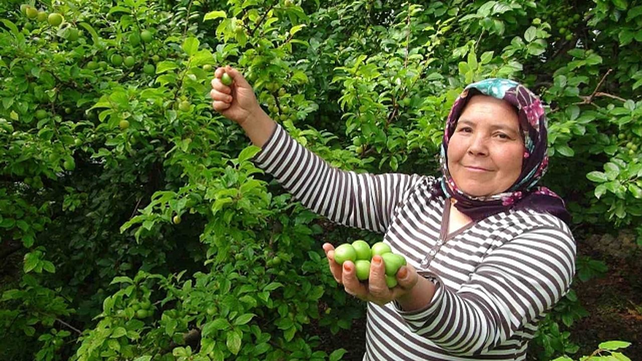 Hasada 8 bin TL ile başlanan erikte fiyat 400 TL''ye kadar düştü