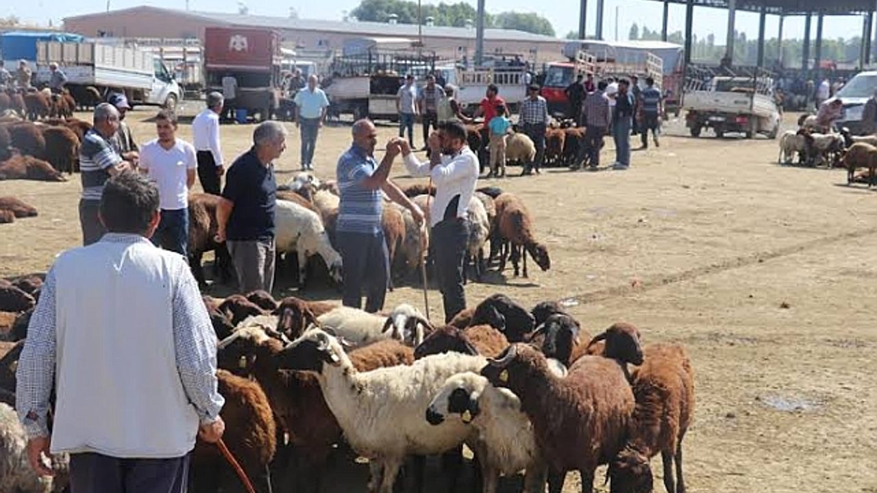 Iğdır''da hayvan pazarı açılıyor