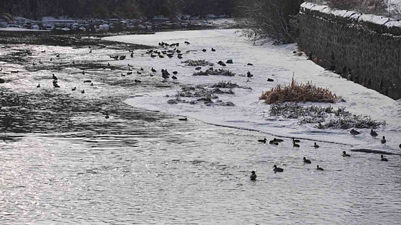 Kars''ta yüzlerce yaban ördeği kameralara yansıdı