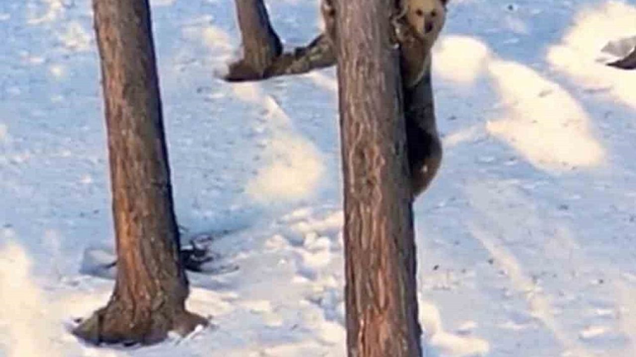 Sarıkamış''ta ağaca tırmanan boz ayı kameraya yansıdı