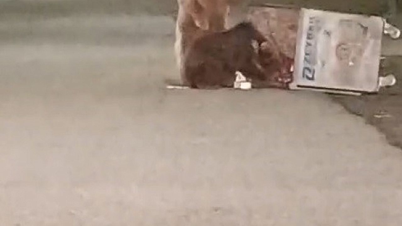 Sarıkamış''ta kış uykusundan uyanan ayılar sokaklarda görüldü